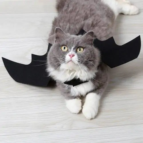 Halloween Pet Costume